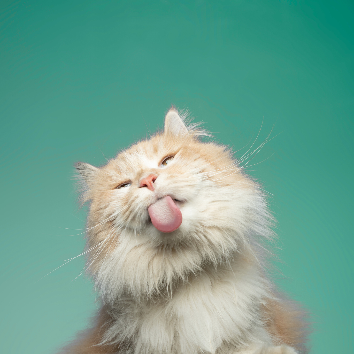 Igiene Gatto