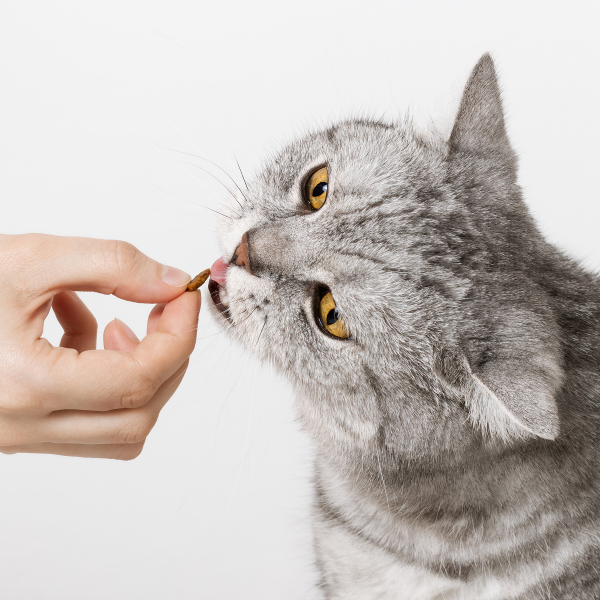 Snack per gatti