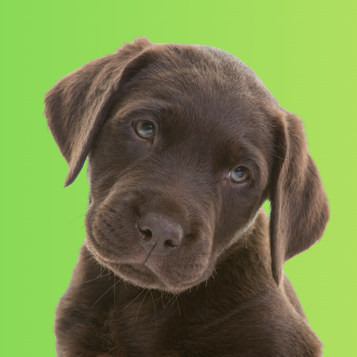 Puppy