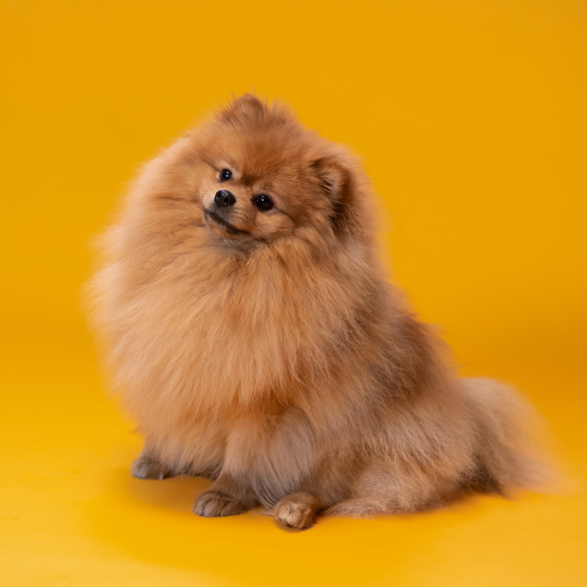 Cani Taglia Piccola