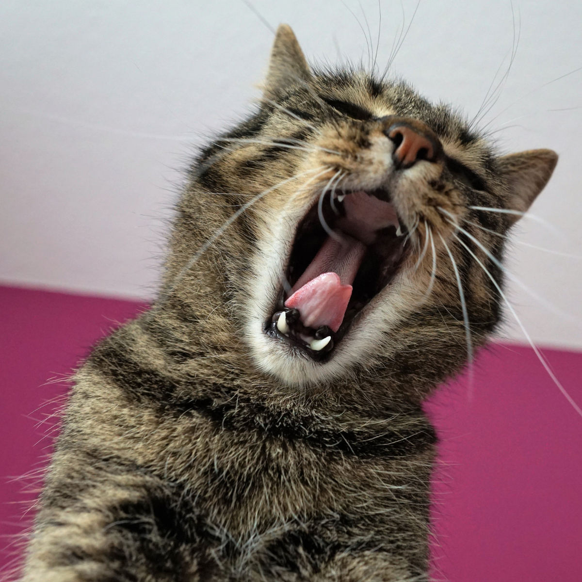 Gatti Sterilizzati