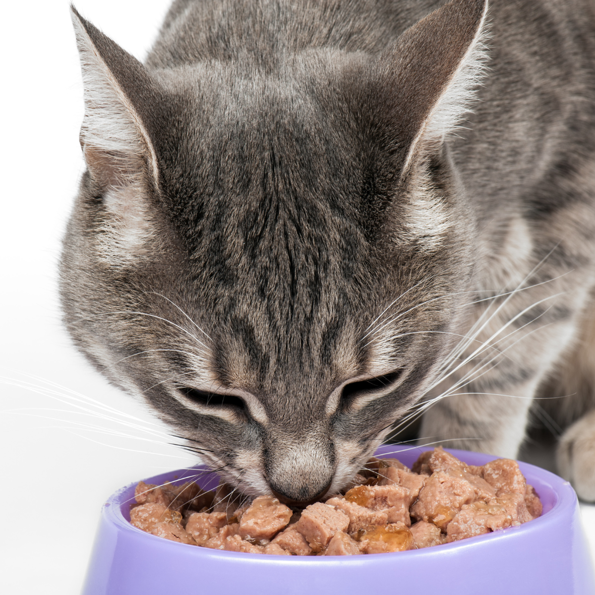 Cibo Umido per gatti