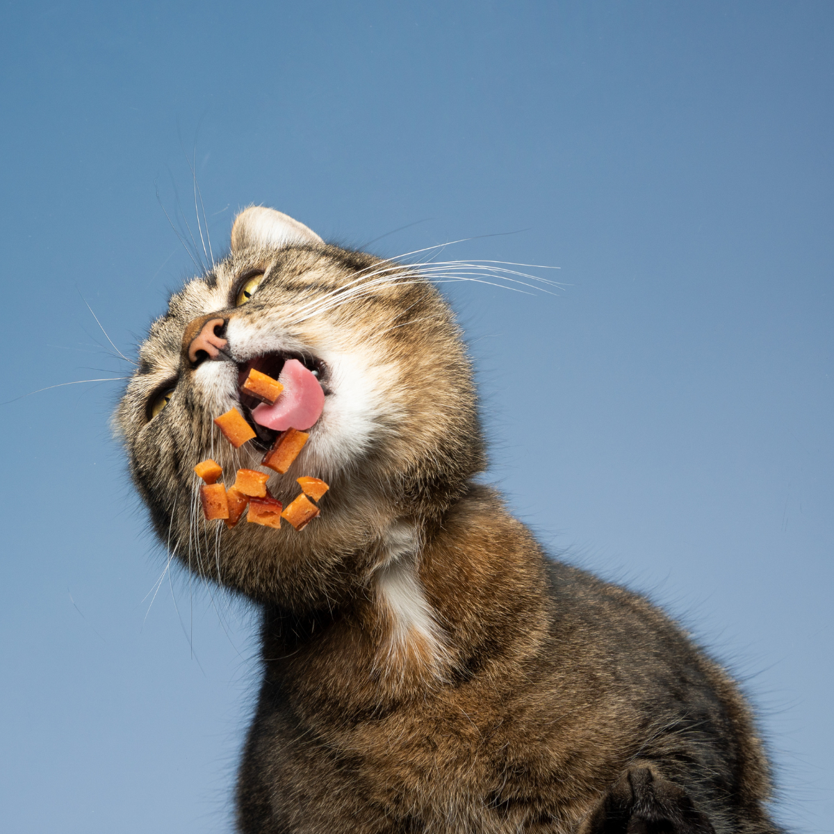 Crocchette per gatti