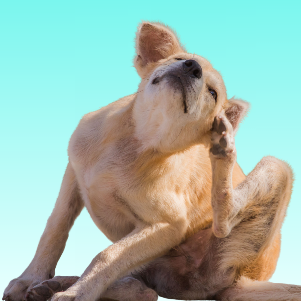 Ipoallergenici per Cani