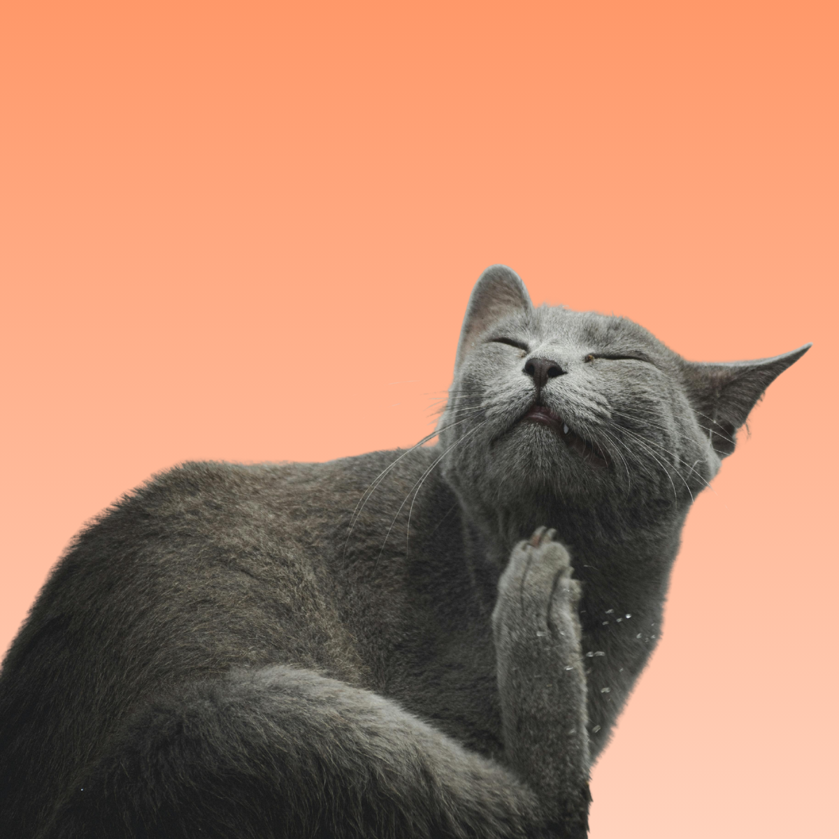 Ipoallergenici per Gatti