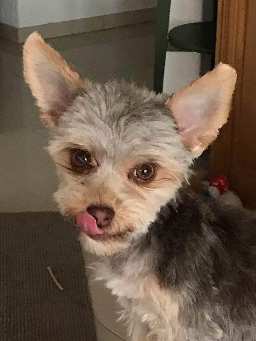 Belcando Finest GF Lamb Agnello fresco