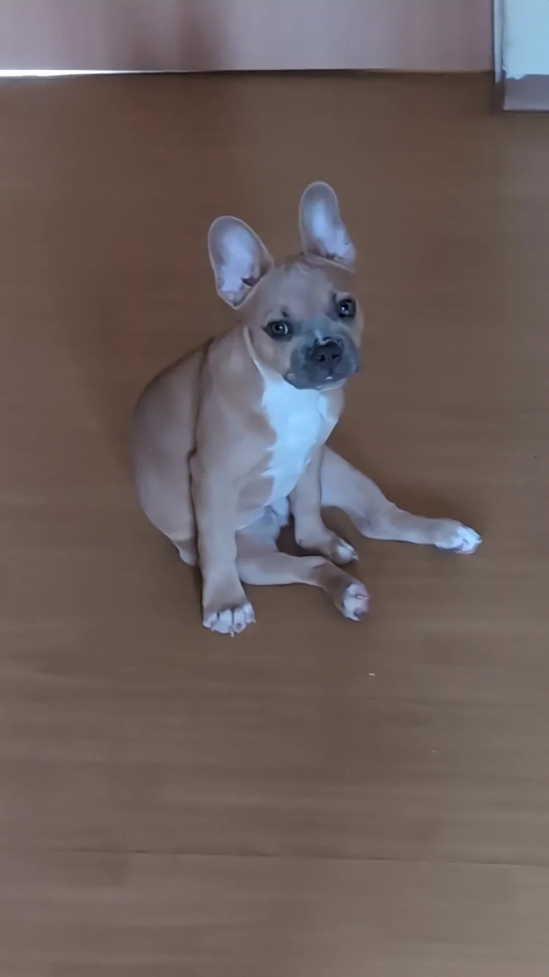 Belcando Junior Lamb & Rice Agnello fresco