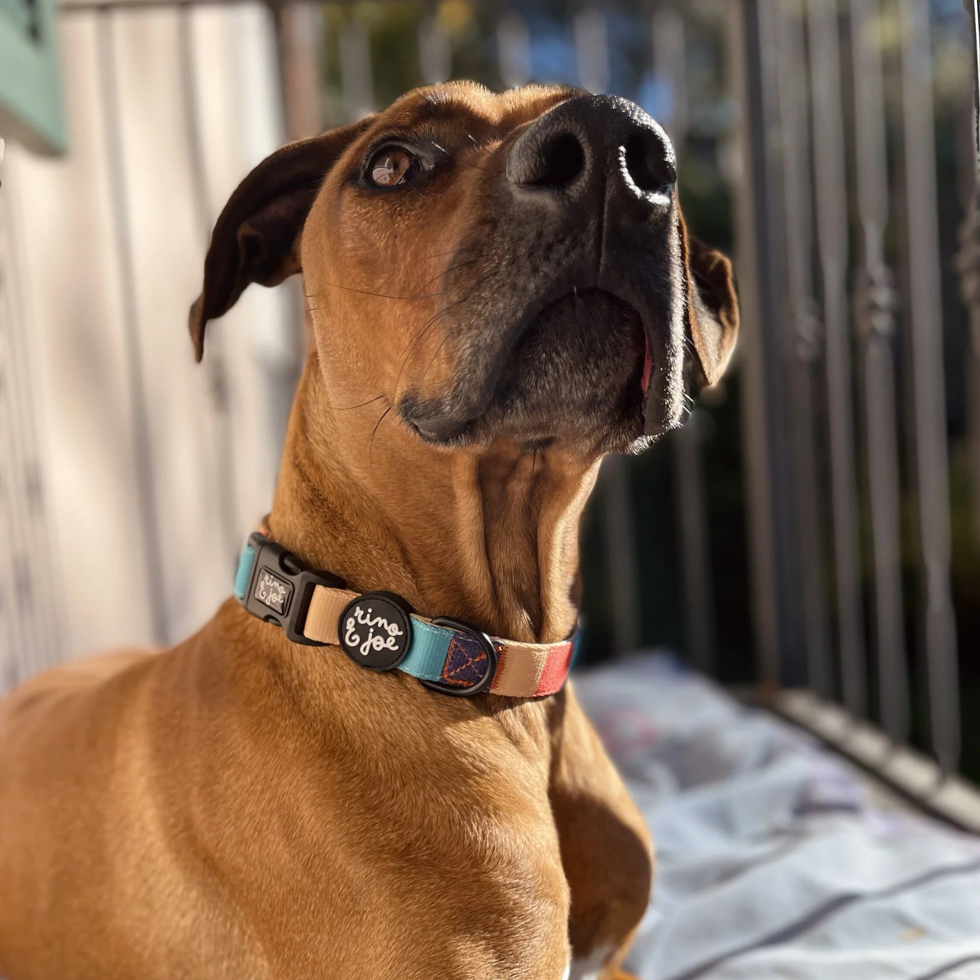 Collare Regolabile per Cani | Chiusura Rapida a Clip | Righe - Rino & Joe