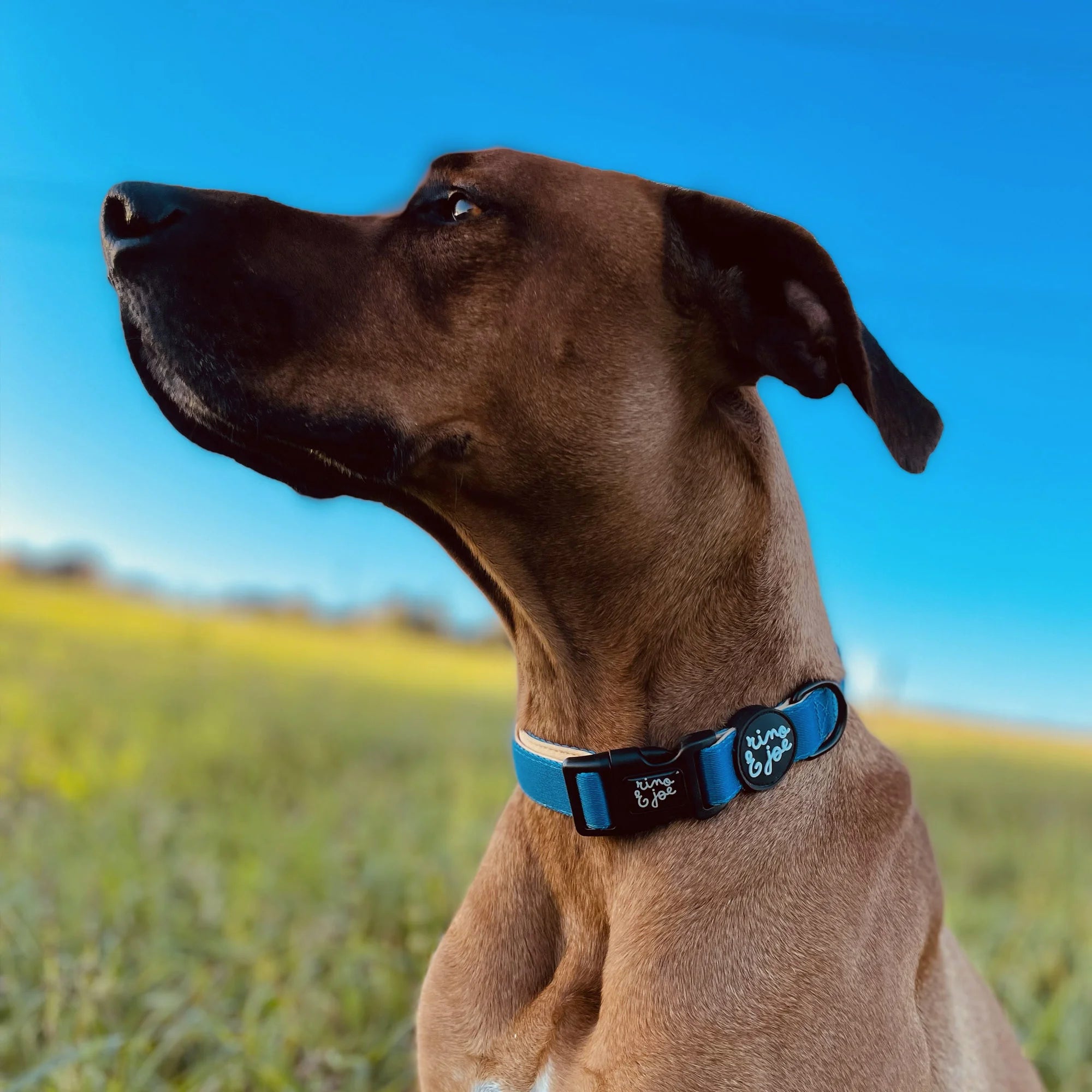 Collare Regolabile per Cani | Chiusura Rapida a Clip | Blu - Rino & Joe