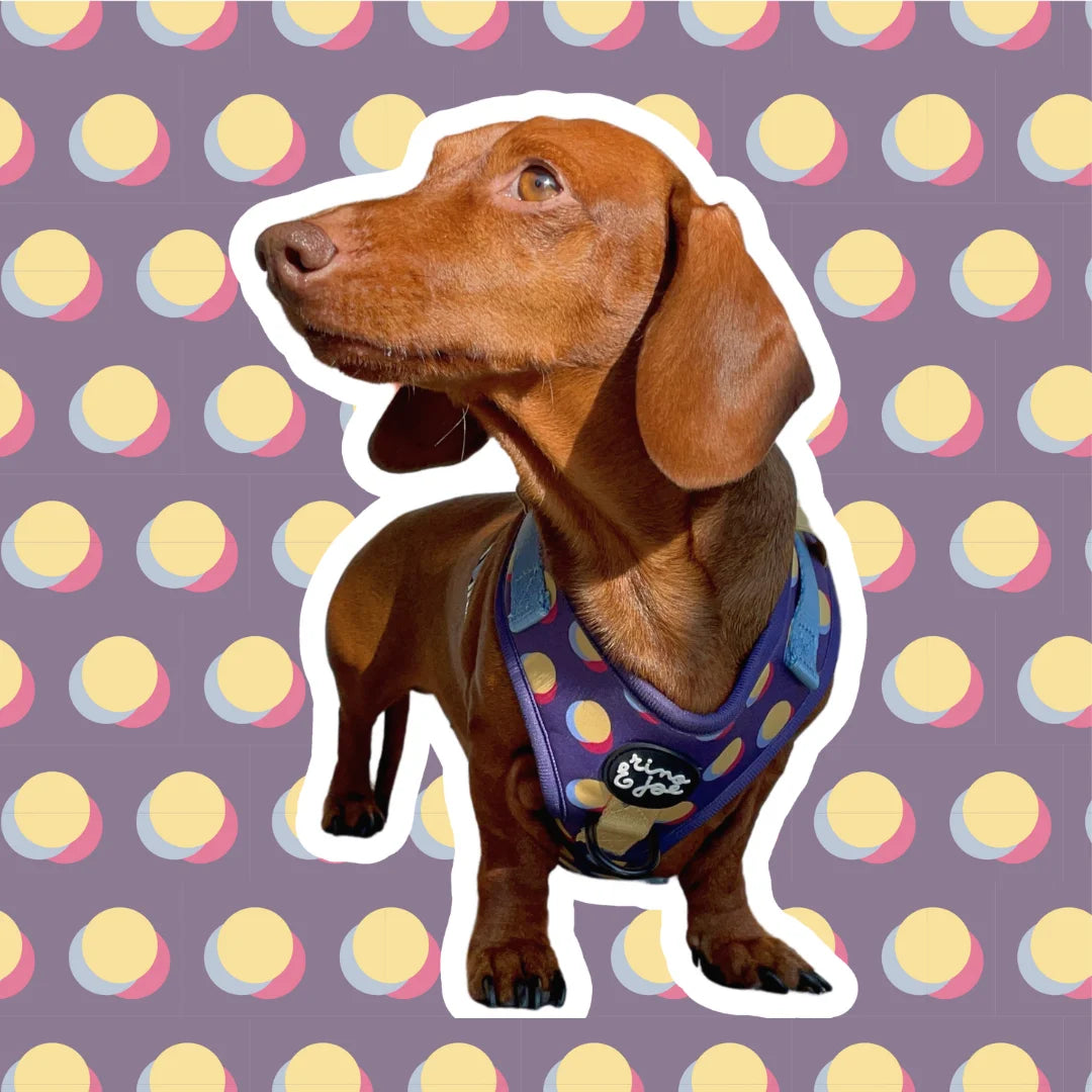 Pettorina in Neoprene Regolabile per Cani | Si Adatta Perfettamente al Corpo del Cane | Pois - Rino & Joe