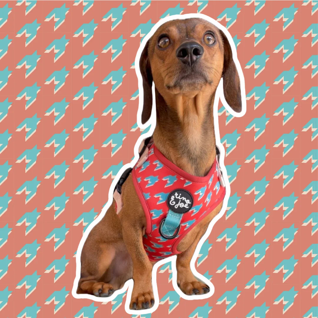 Pettorina in Neoprene Regolabile per Cani | Si Adatta Perfettamente al Corpo del Cane | Pied Poule - Rino & Joe