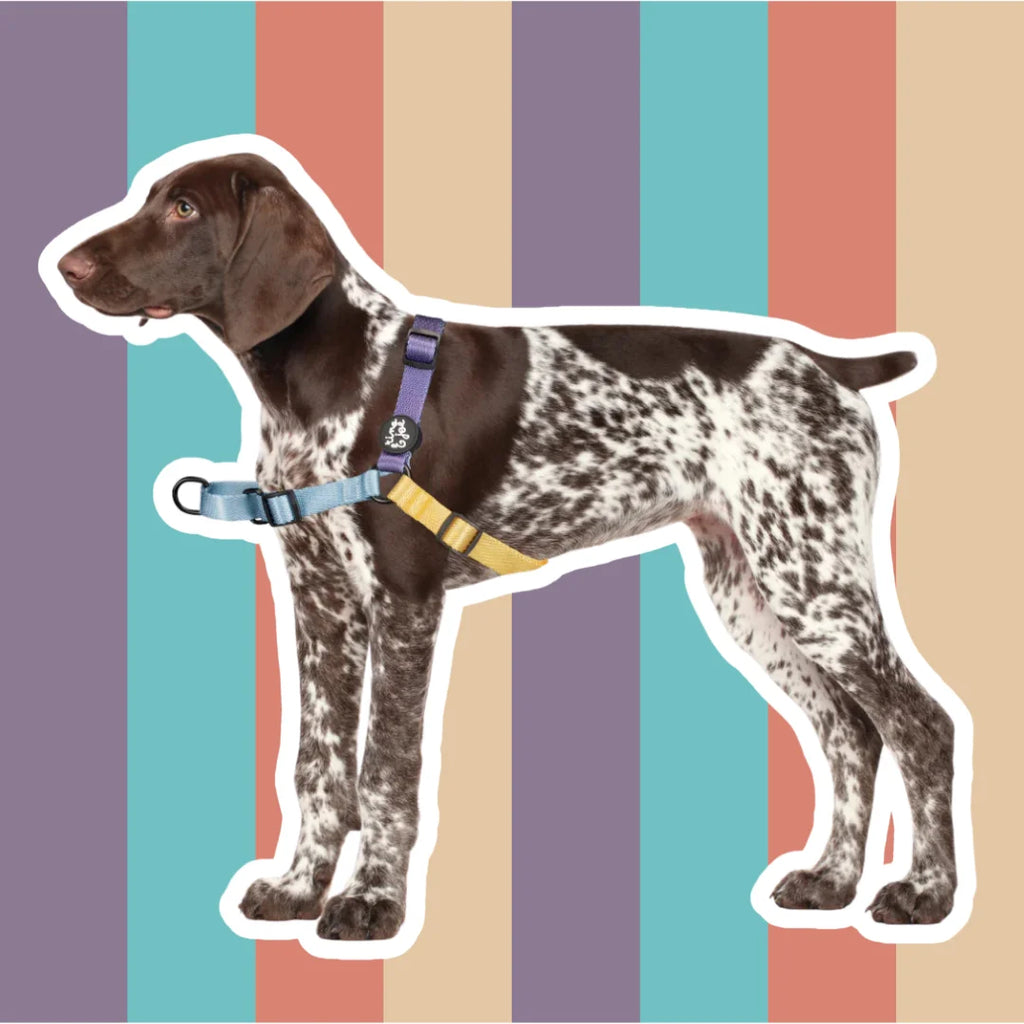 Pettorina Anti-Tiro Regolabile per Cani | Sicura e Resistente | Fresh - Rino & Joe