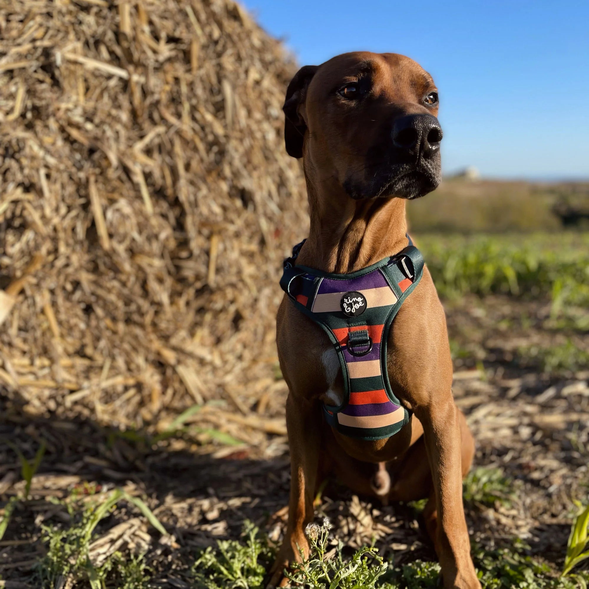 Pettorina Oxford Trail Regolabile per Cani | Comoda, Sicura e Resistente | Righe  - Rino & Joe