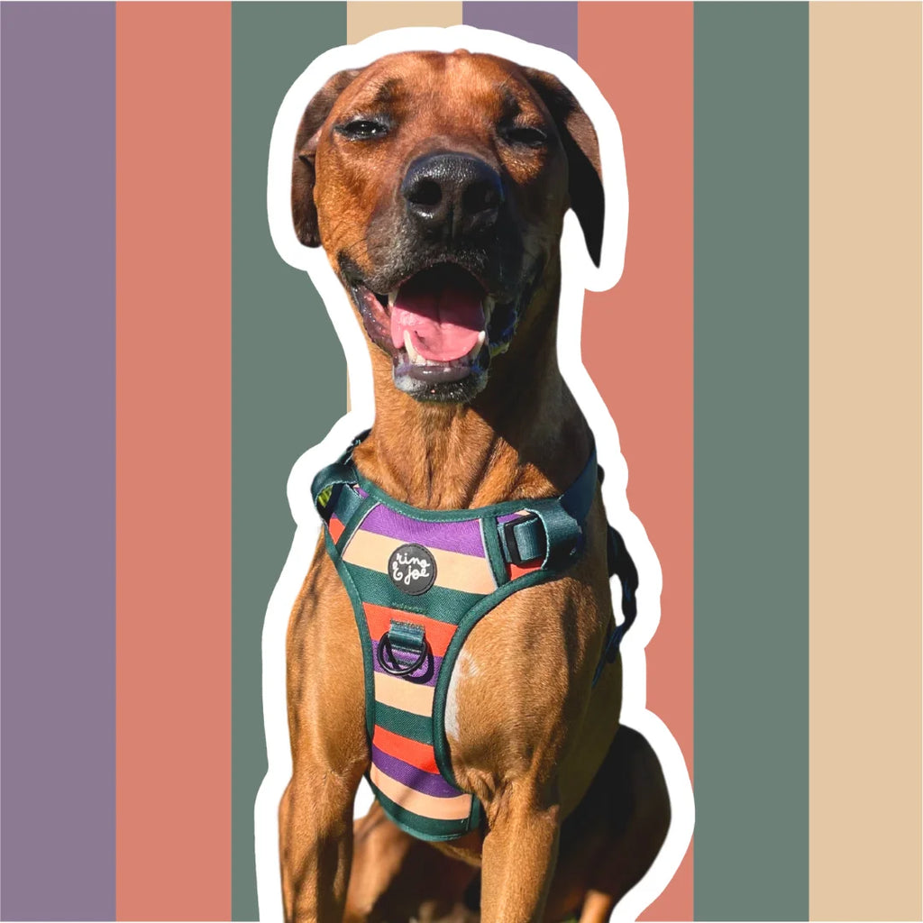 Pettorina Oxford Trail Regolabile per Cani | Comoda, Sicura e Resistente | Righe  - Rino & Joe