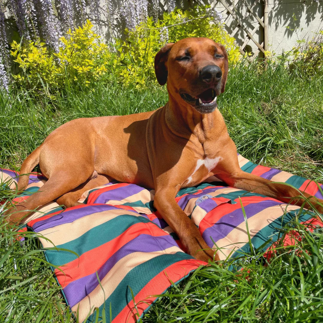 Cuccia Portatile Pieghevole in Tessuto Oxford 90x100cm | Righe - Rino & Joe