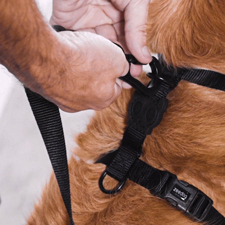 Zee.Dog - Pettorina ad H Farm Rio Samba