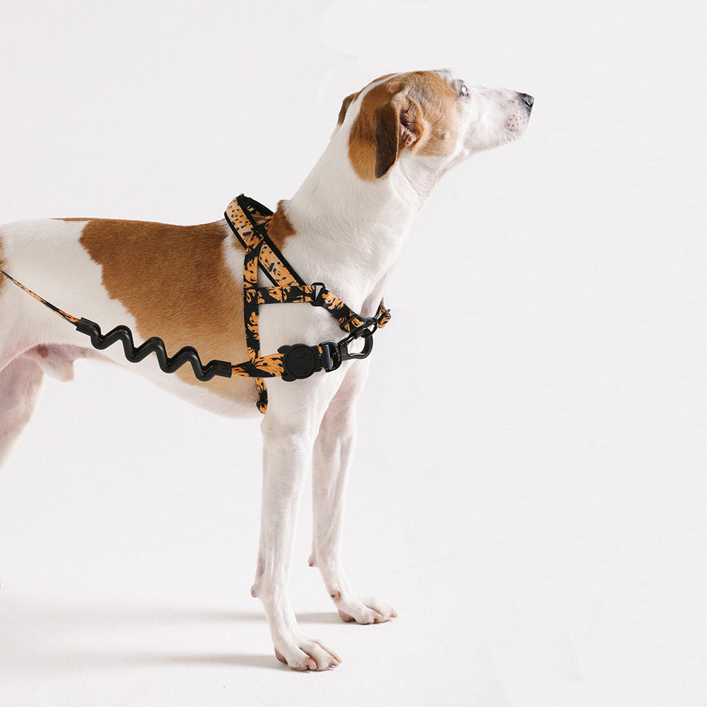Zee.Dog - Pettorina Norvegese Softer-Walk Farm Rio Bossa Banana