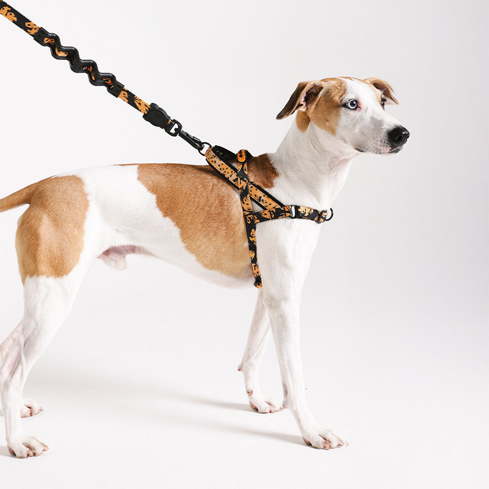 Zee.Dog - Pettorina Norvegese Softer-Walk Farm Rio Bossa Banana
