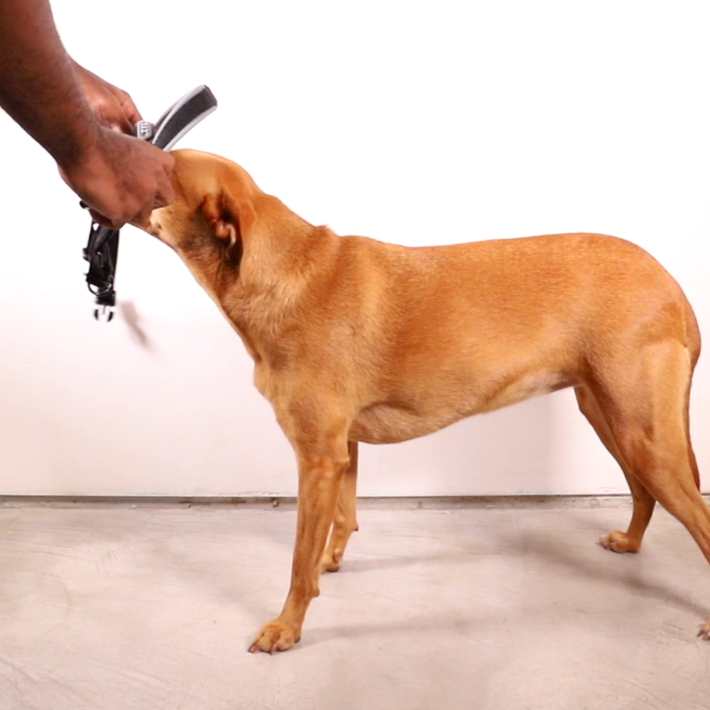 Zee.Dog - Pettorina Norvegese Softer-Walk Farm Rio Bossa Banana