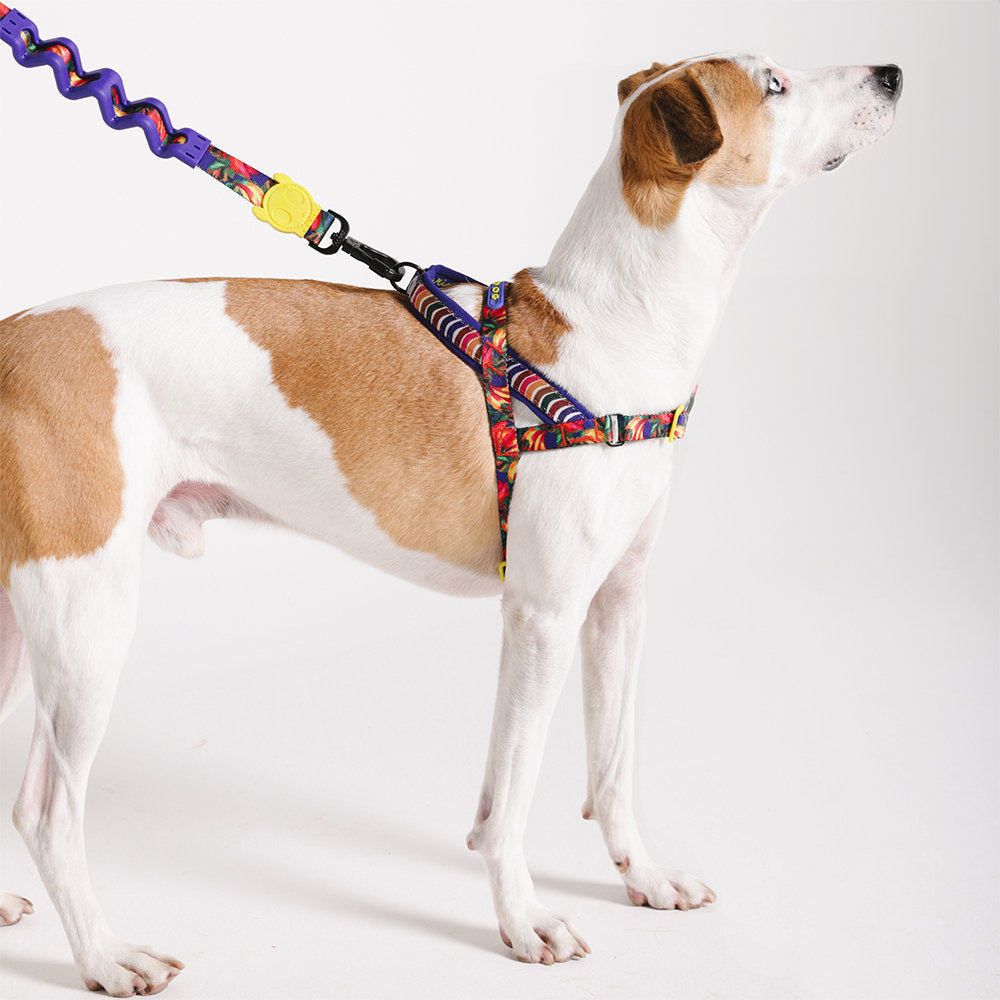 Zee.Dog - Pettorina Norvegese Softer-Walk Farm Rio Samba