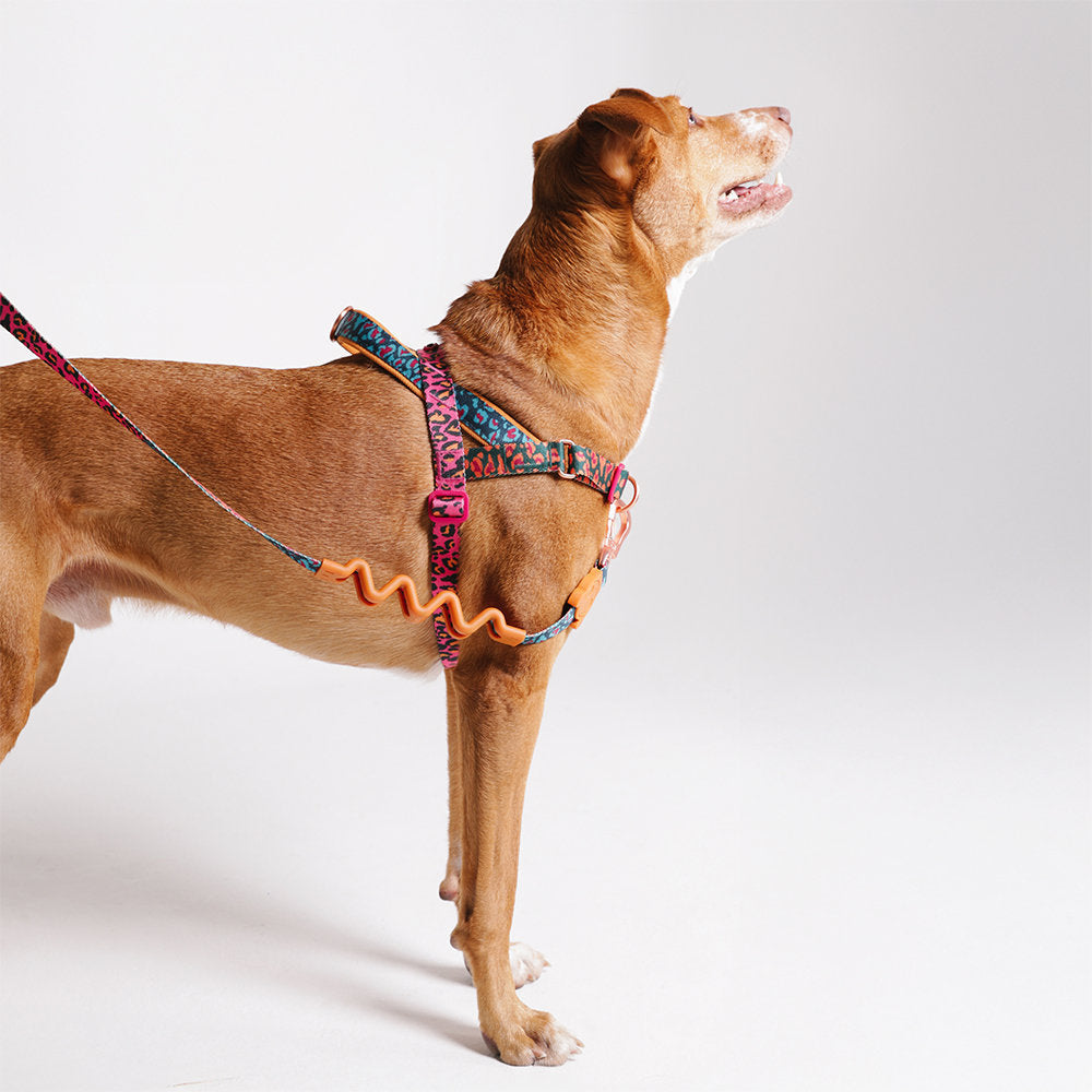 Zee.Dog - Pettorina Norvegese Softer-Walk Farm Rio Selva