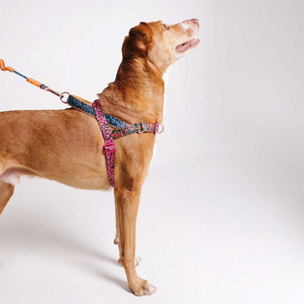 Zee.Dog - Pettorina Norvegese Softer-Walk Farm Rio Selva