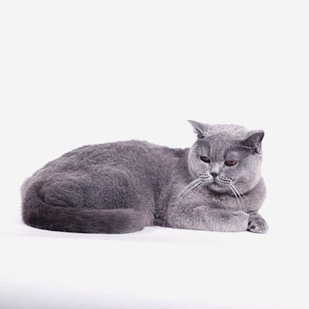 Zee.Dog - Set Pettorina e Guinzaglio Gatto Farm Rio Samba