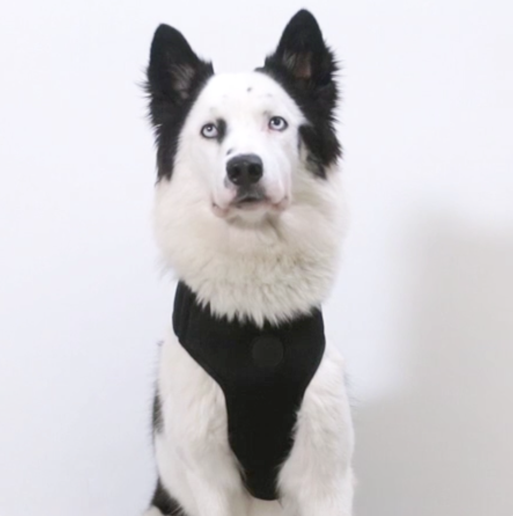 Zee.Dog - Pettorina a Maglia Regolabile Reebok Aerobic