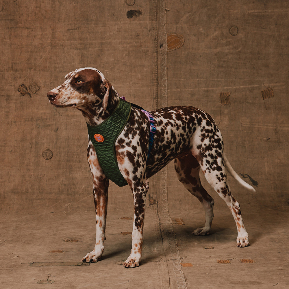 Zee.Dog - Pettorina a Maglia Regolabile Reebok Trekk