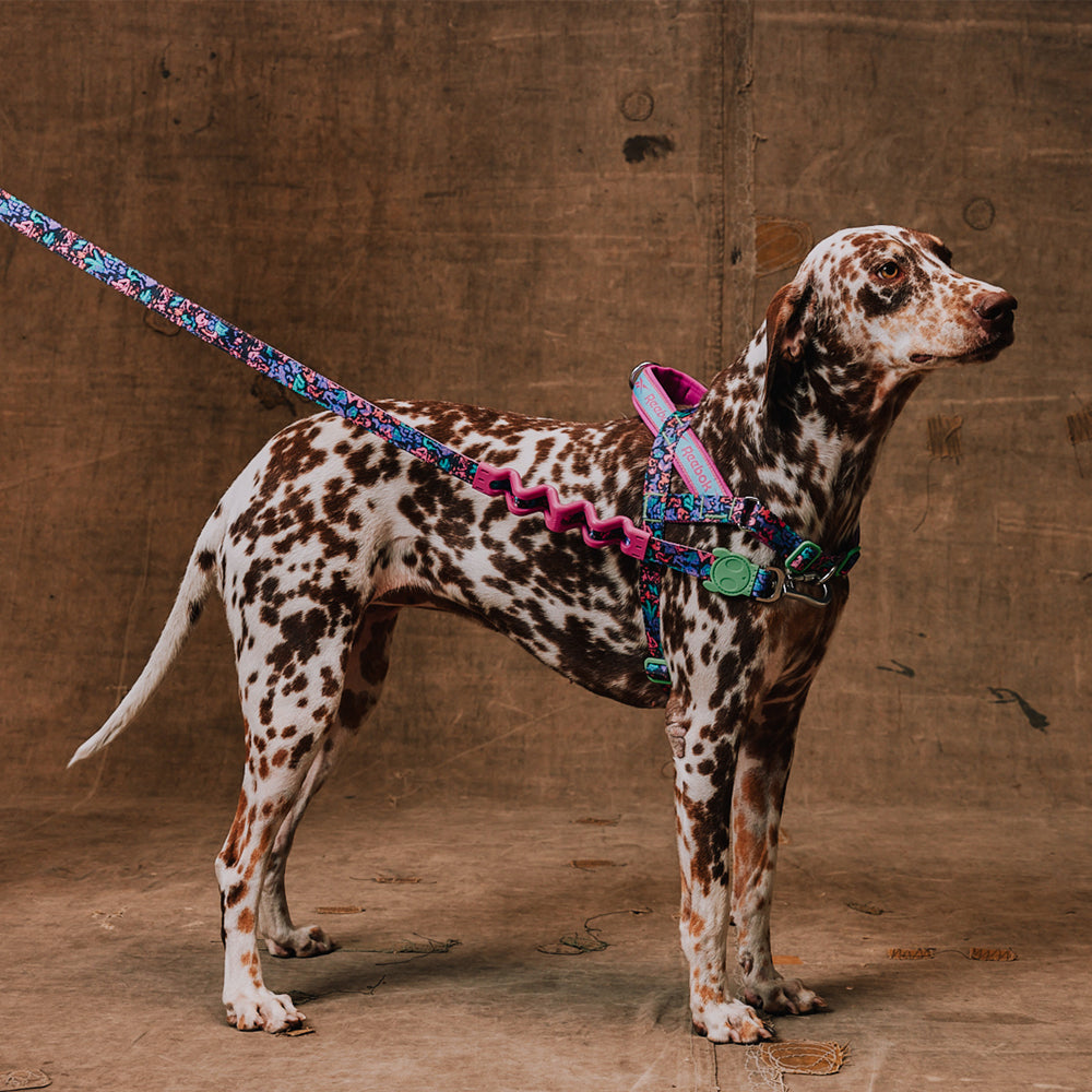 Zee.Dog - Pettorina Norvegese Softer-Walk Reebok Aerobic
