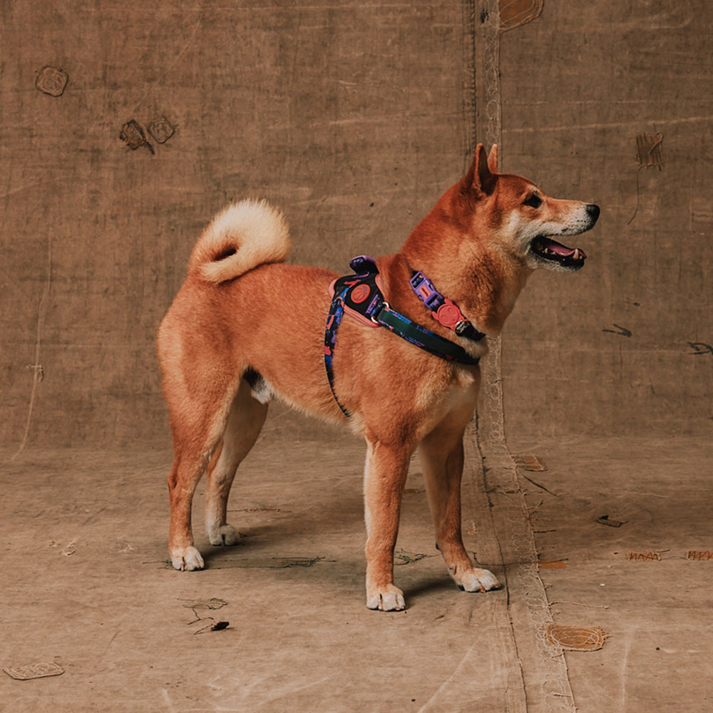 Zee.Dog - Pettorina con Maniglia - Flyharness Reebok Court