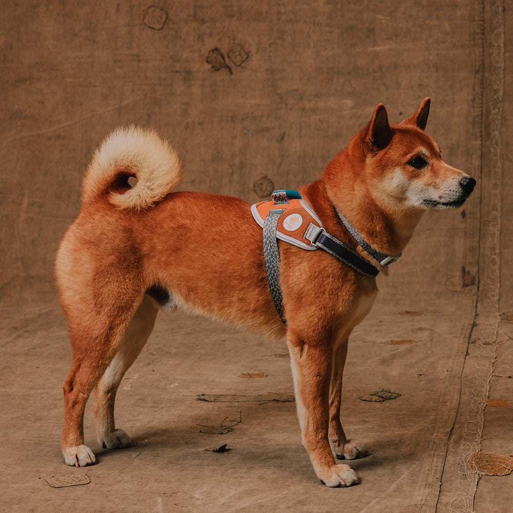 Zee.Dog - Pettorina con Maniglia - Flyharness Reebok Suede
